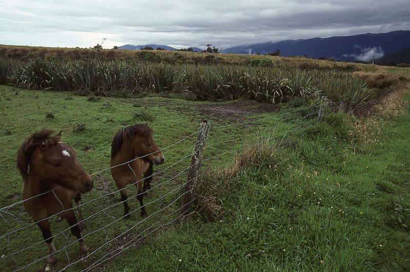 WT 0200 045-03 New Zealand.jpg